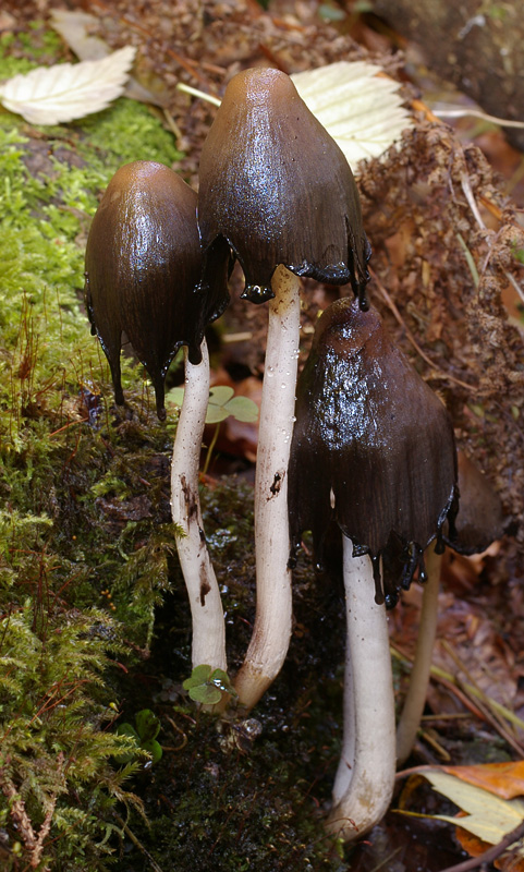 Coprinopsis acuminata